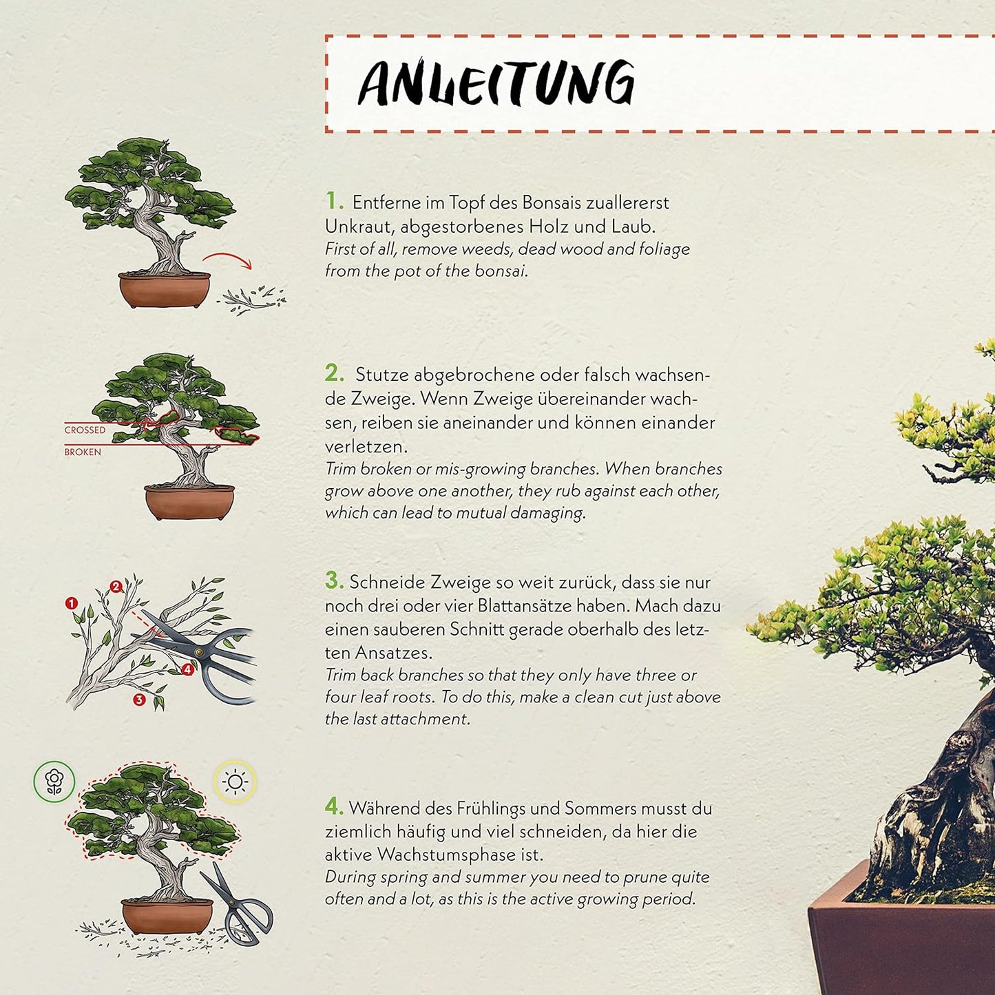 Forbici per Bonsai in Acciaio Affilato - Strumento Tradizionale per La Coltivazione Professionale Dei Bonsai - Ideale per Gemme, Foglie E Rami